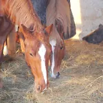 A La Ferme Avec Piscine Vakantiehuis Bernadets-Debat
