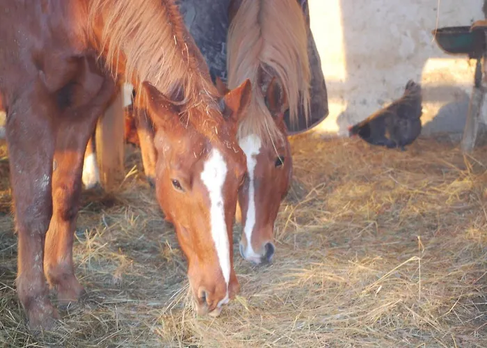 à La Ferme Avec Piscine Hébergement de vacances Bernadets-Debat