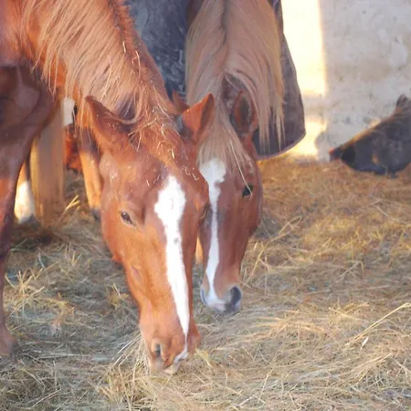 A La Ferme Avec Piscine Tatil Evi Bernadets-Debat